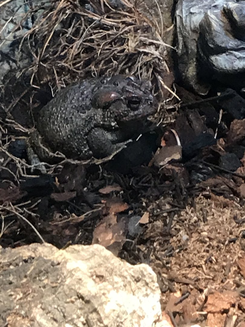Southern toad