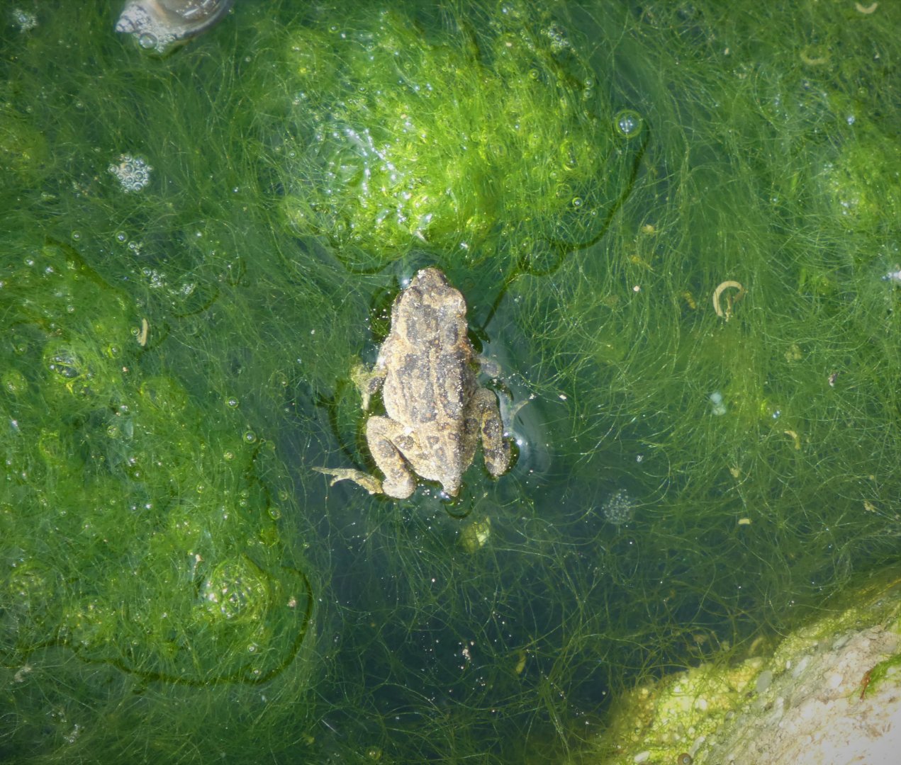 Southern Toad