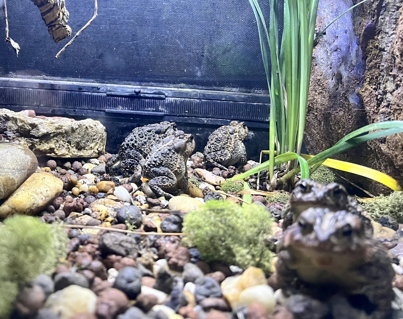 Southern Toads