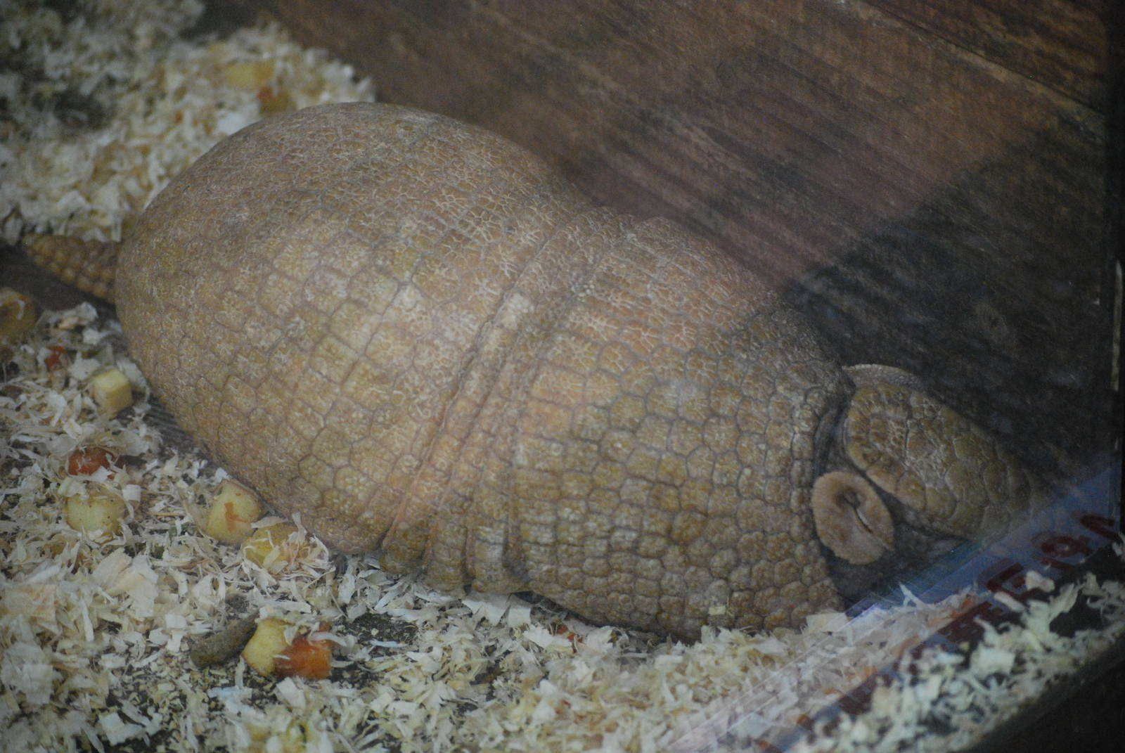 Southern tree-banded armadillo (Tolypeutes matacus)