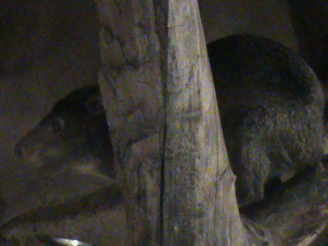 southern tree hyrax 140911