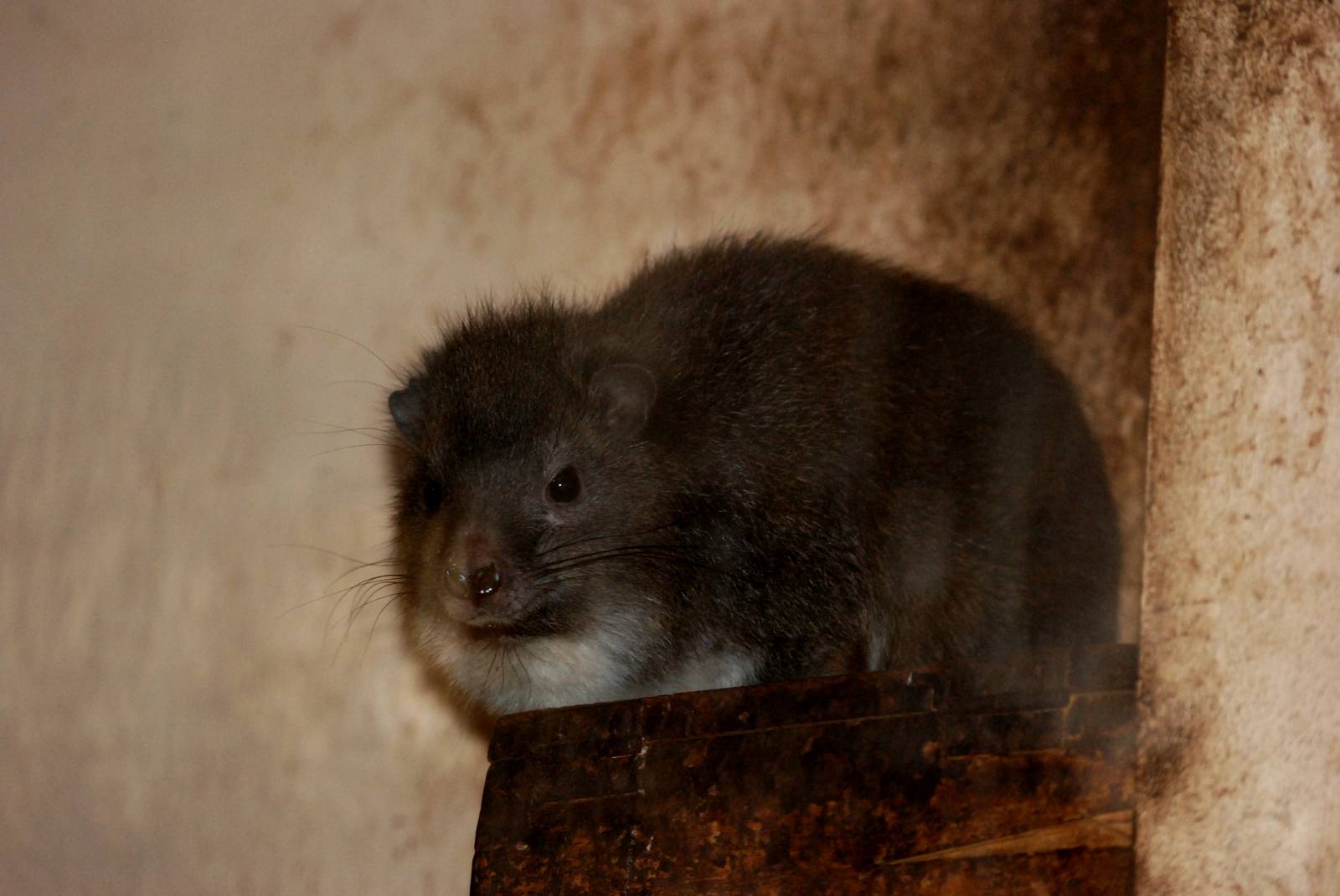 Southern Tree Hyrax at Pilsen, 31/08/12