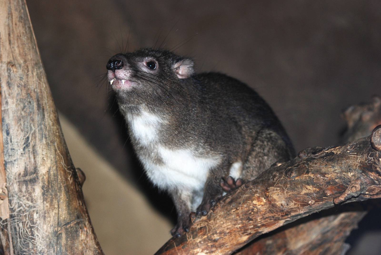 Southern Tree Hyrax at Prague, 25/08/12