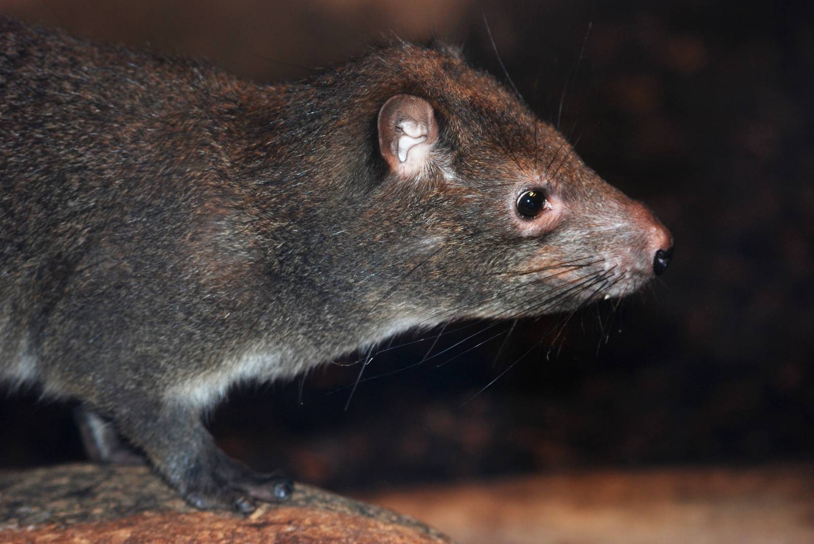 Southern Tree Hyrax at Prague, 25/08/12
