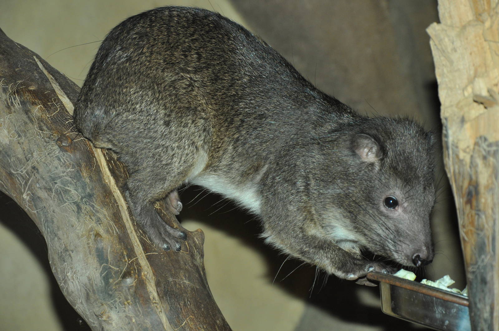 Southern tree hyrax (Dendrohyrax arboreus)