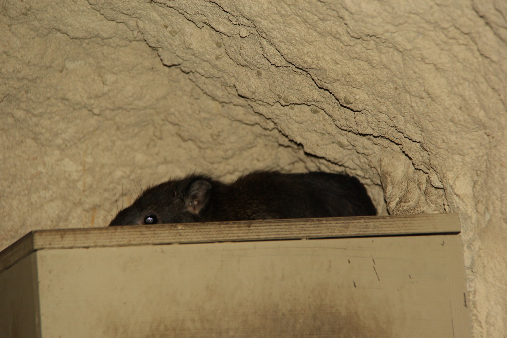 Southern tree hyrax (Dendrohyrax arboreus)