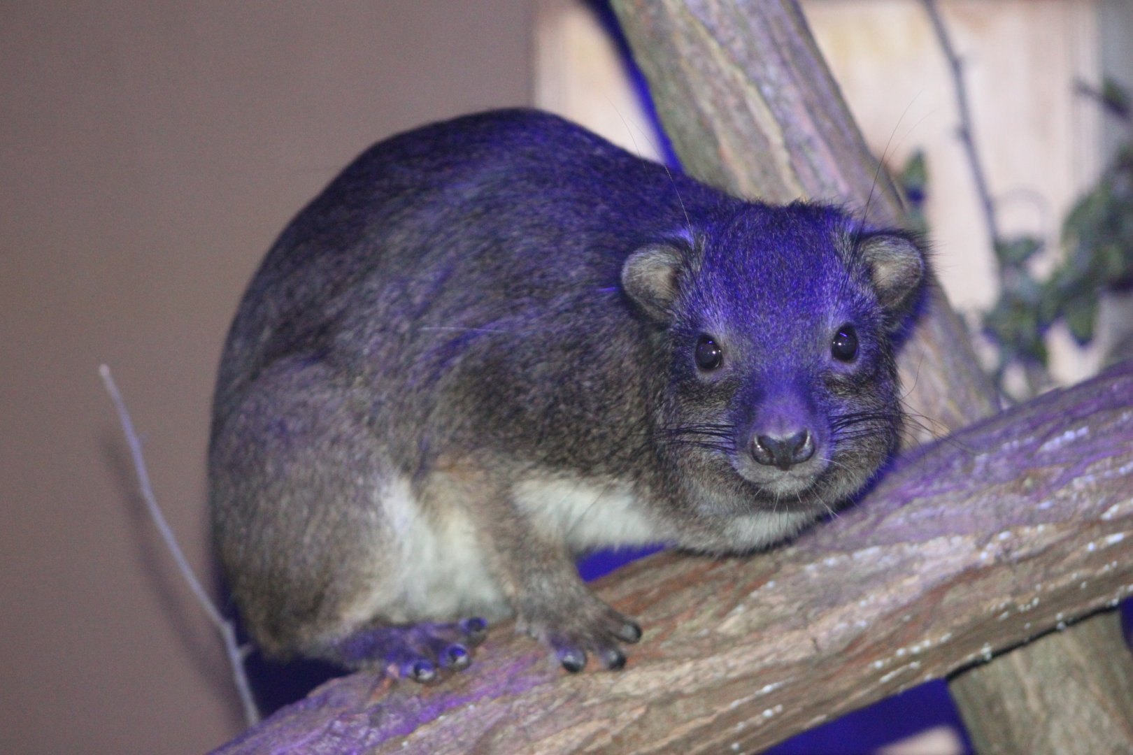 Southern tree hyrax (Dendrohyrax arboreus)