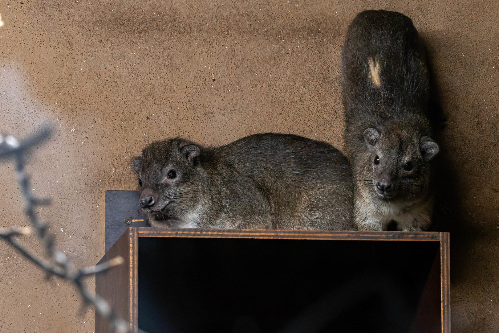 Southern tree hyrax (Dendrohyrax arboreus)