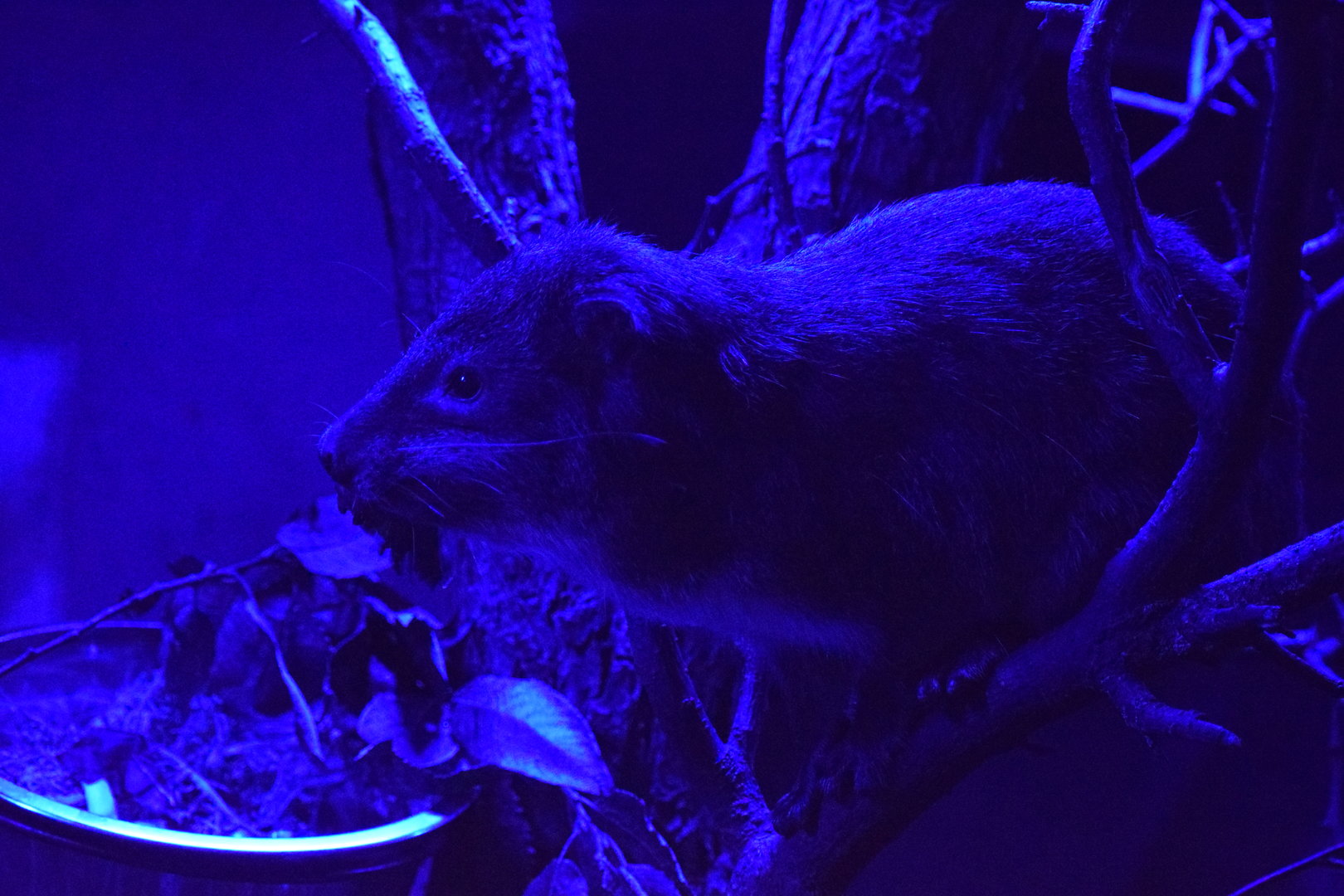 Southern tree hyrax - October 2023