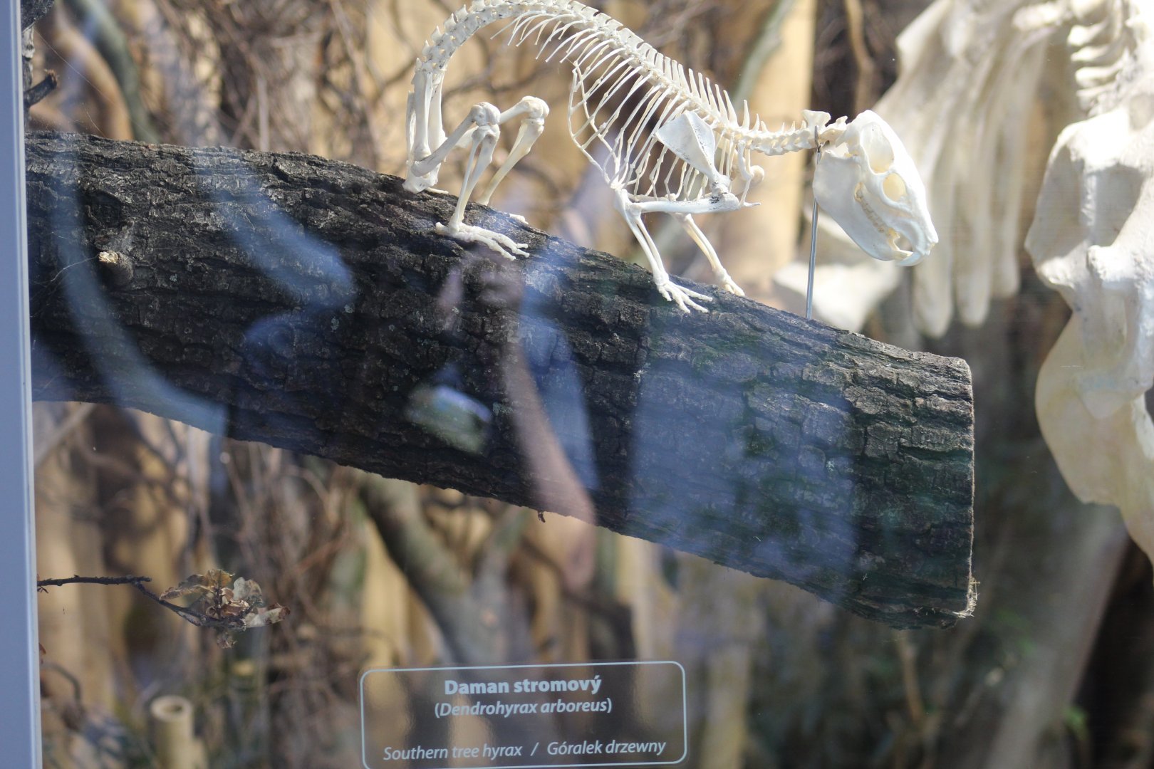 Southern Tree Hyrax Skeleton