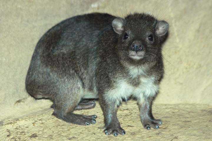 Southern Tree Hyrax