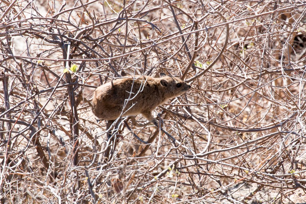 Southern Tree Hyrax