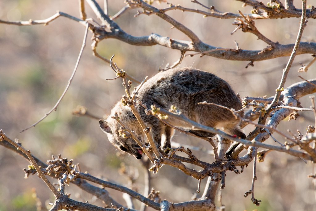 Southern Tree Hyrax