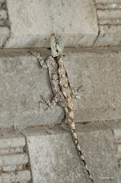 Southern tree or blue-throated agama (Acanthocercus atricollis), a female