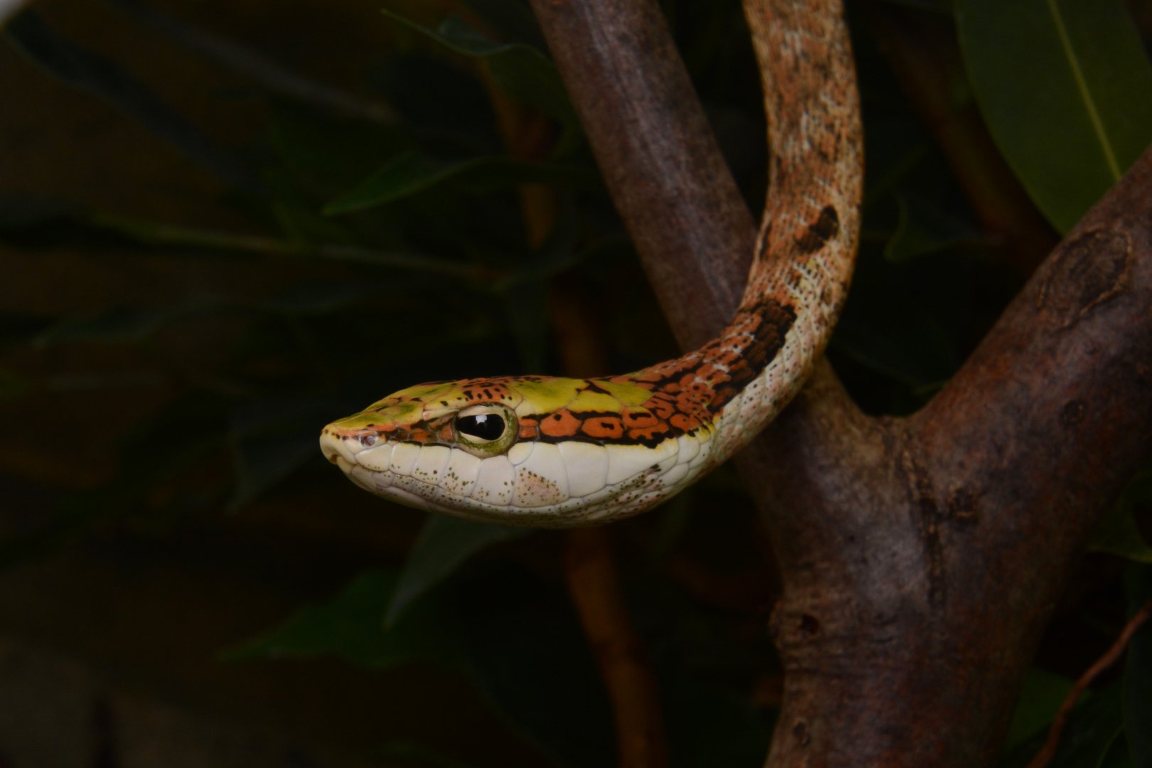 Southern twig snake (Thelotornis capensis)