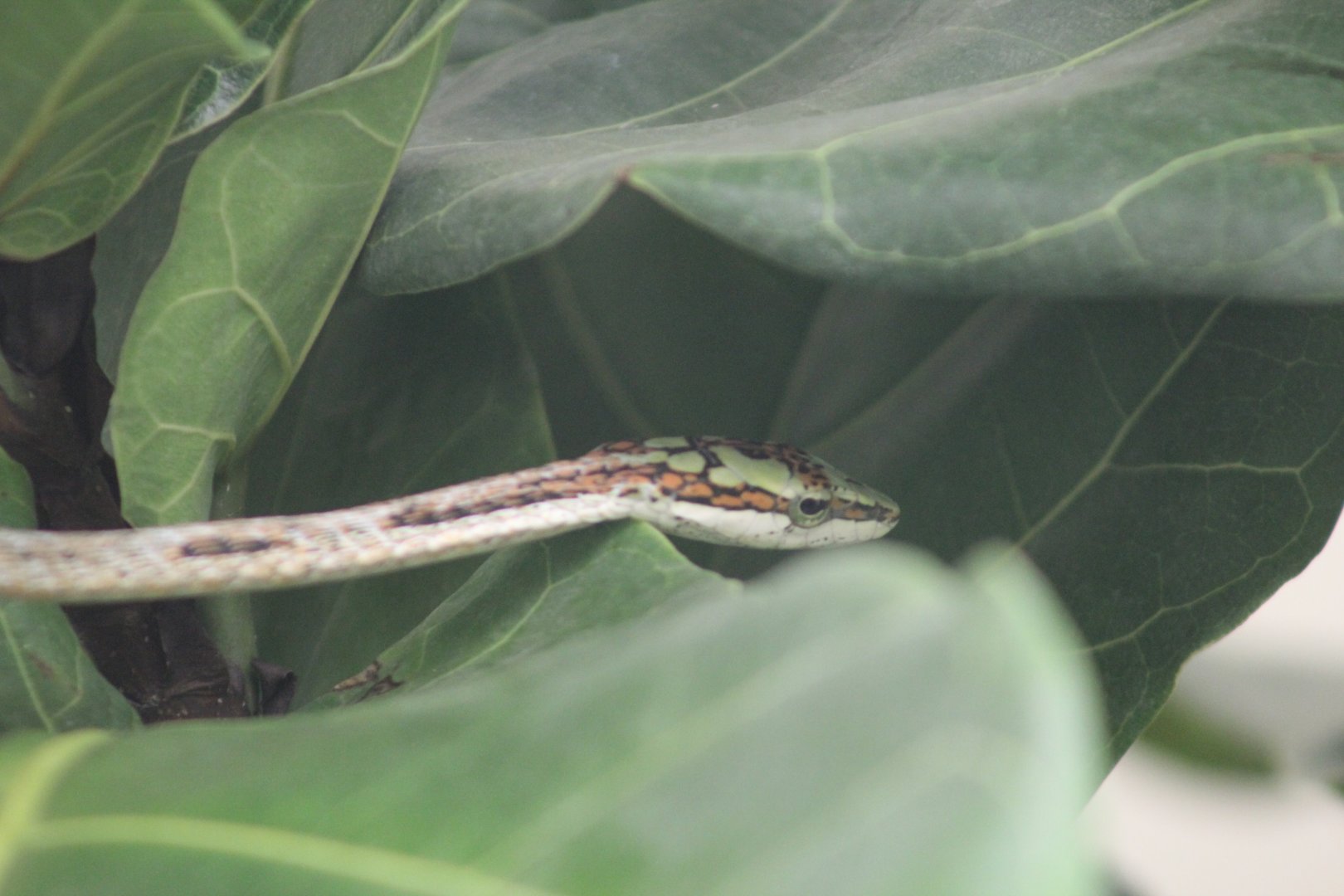 Southern Twig Snake