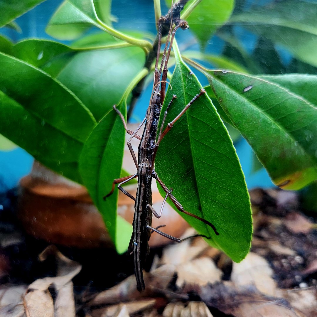 Southern Two-Striped Walking Sticks (Anisomorpha buprestoides)