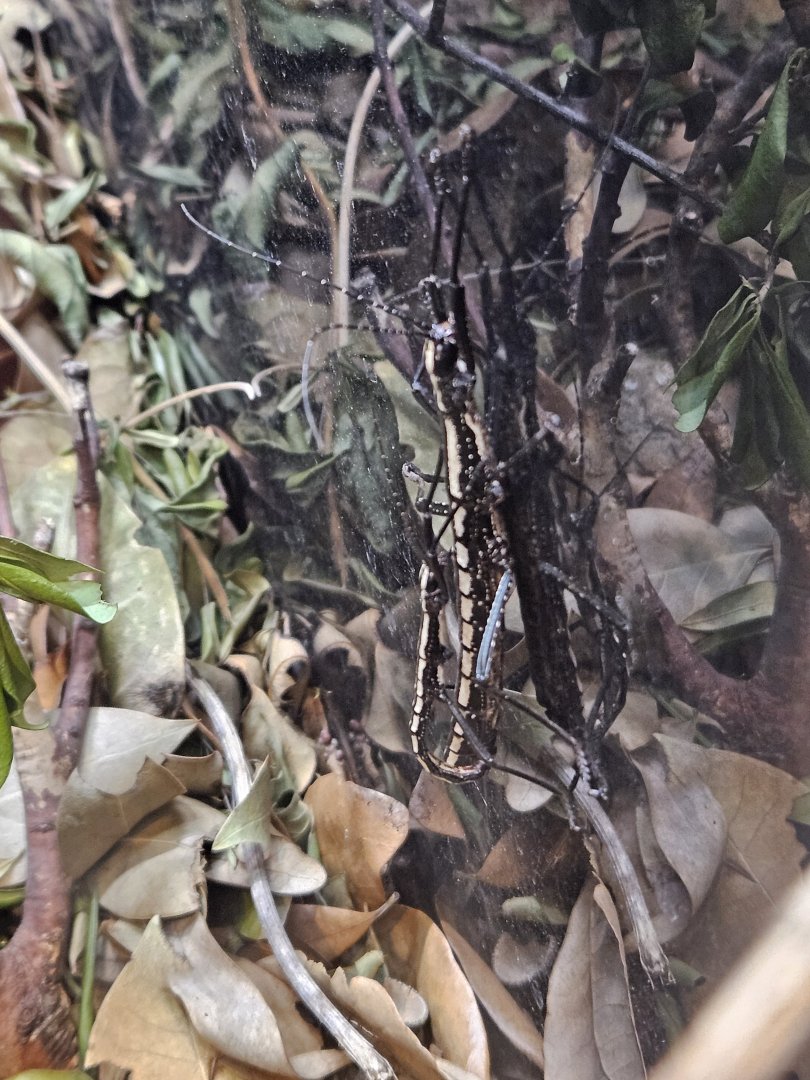 Southern two-striped walkingstick