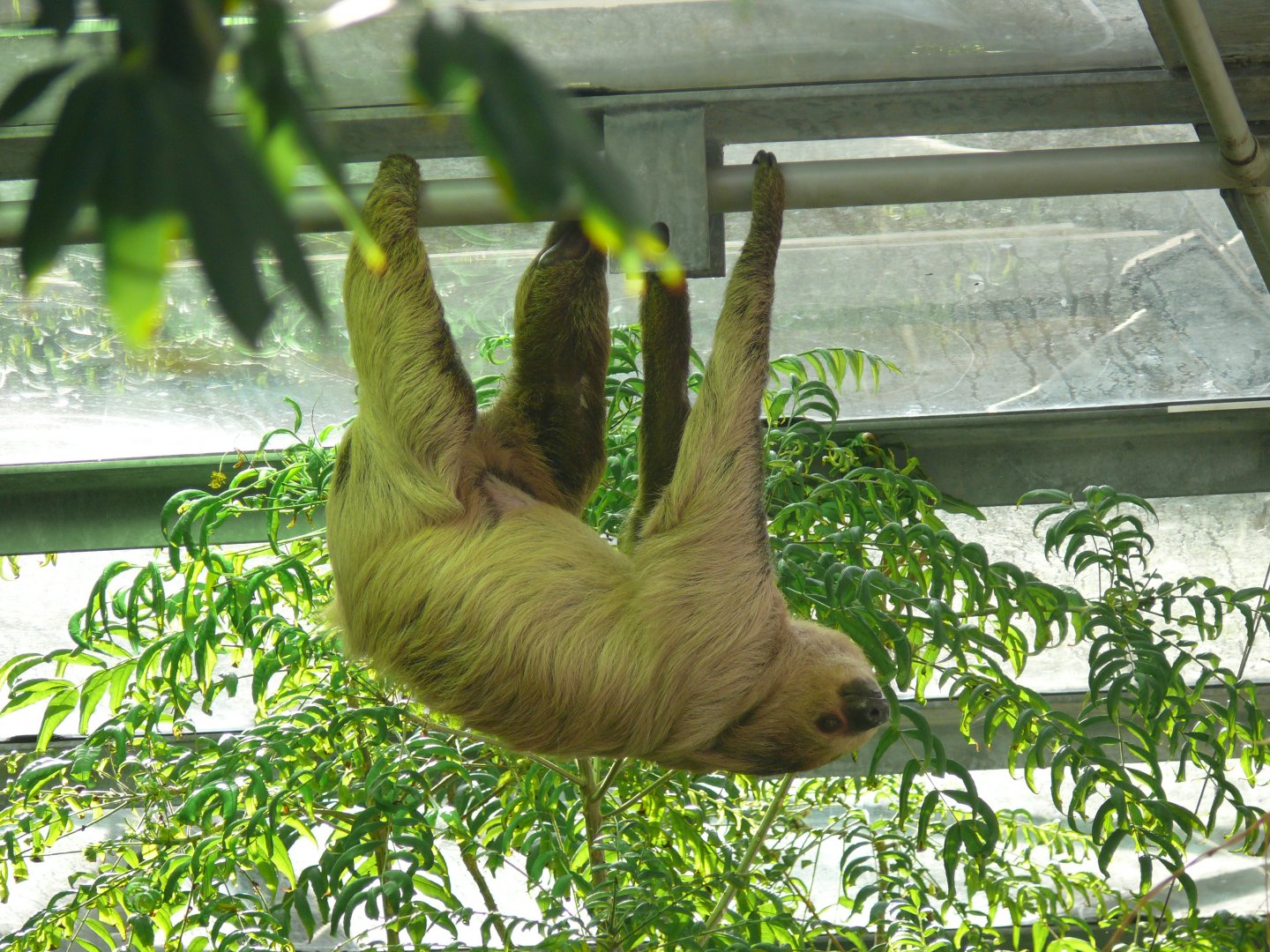 Southern two-toed sloth - 03-09-2020