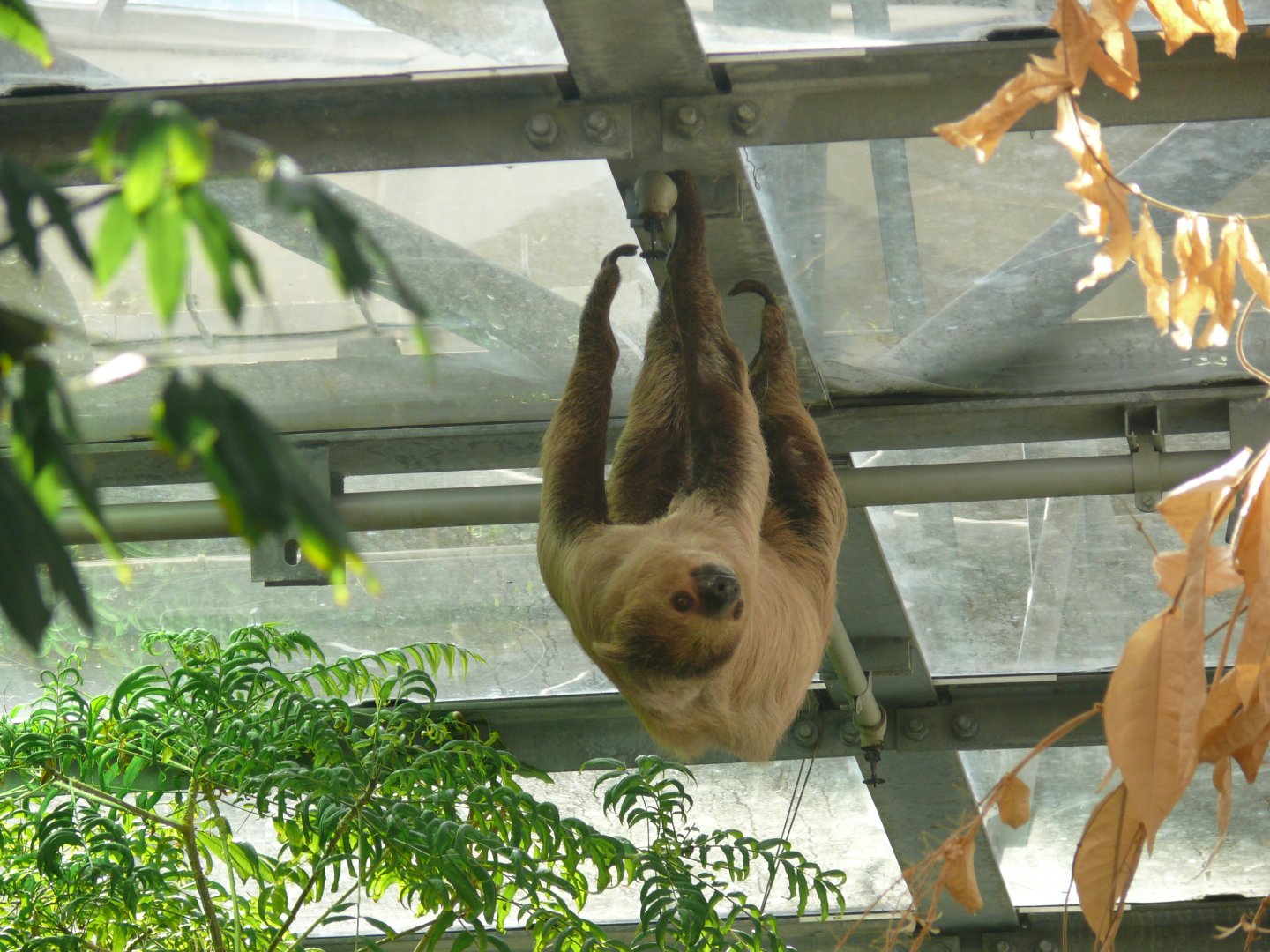 Southern two-toed sloth - 03-09-2020