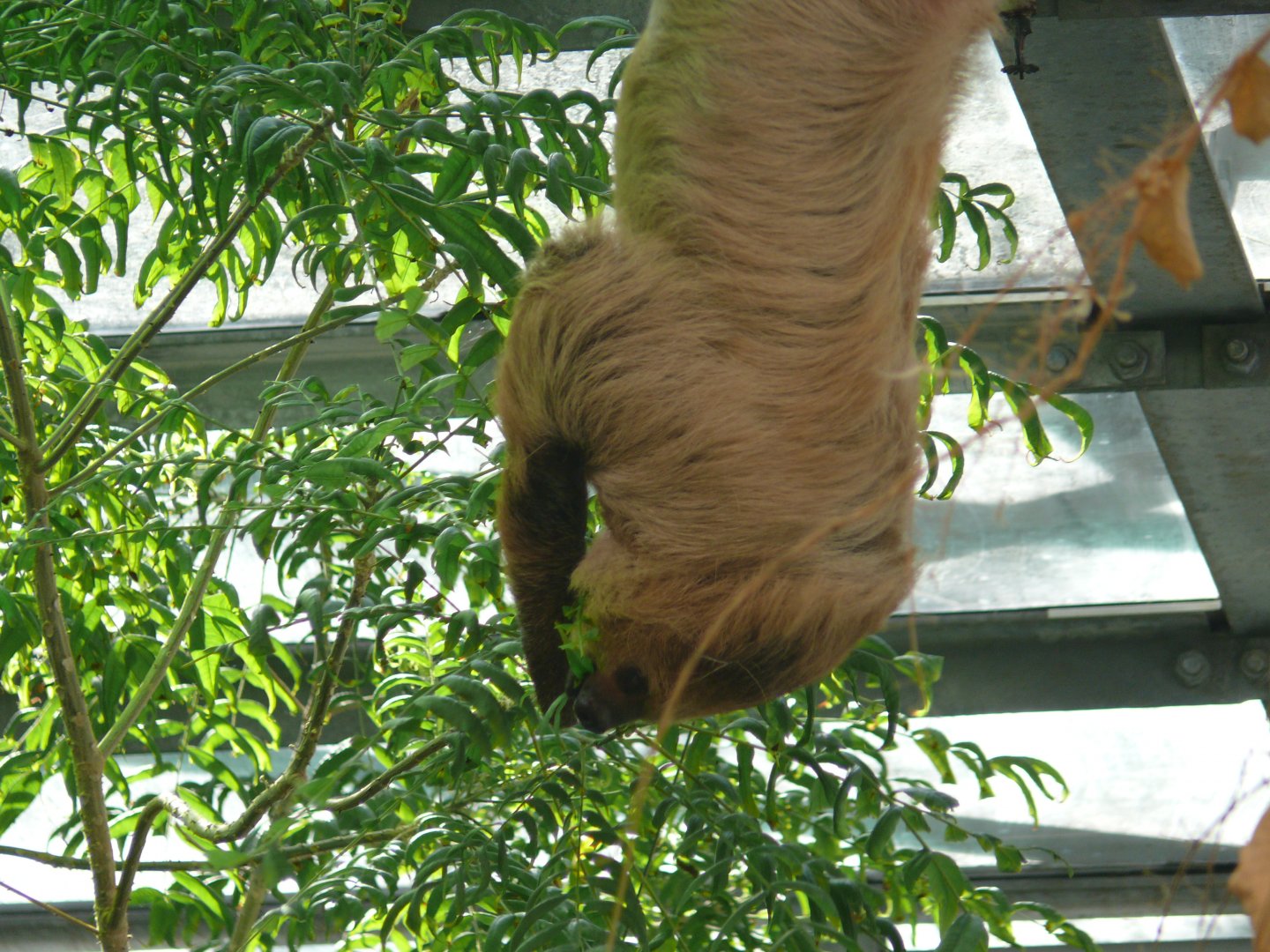 Southern two-toed sloth - 03-09-2020