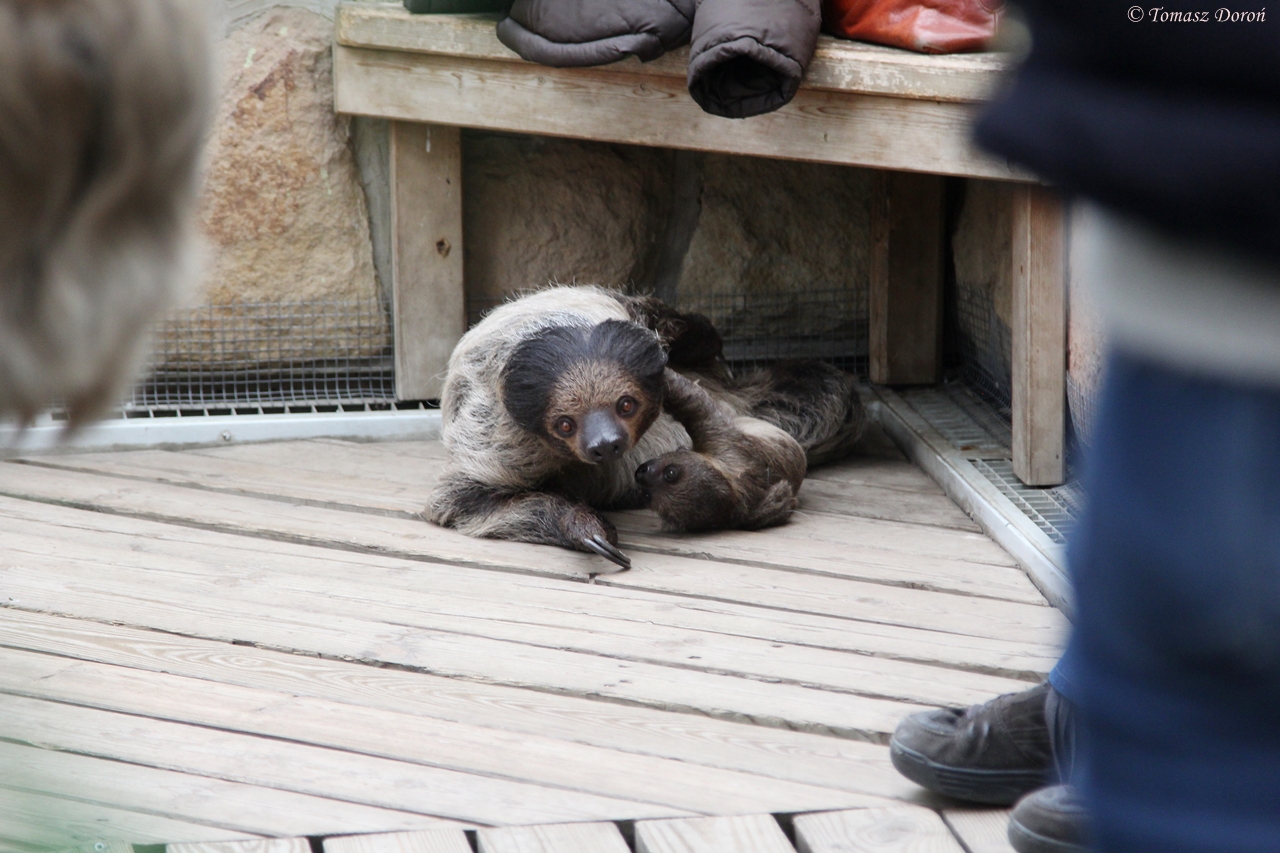 Southern Two-toed Sloth (Choloepus didactylus) - female with young