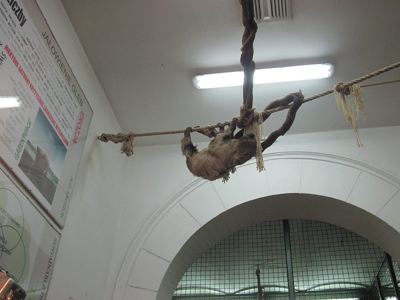 Southern two-toed sloth (Choloepus didactylus)