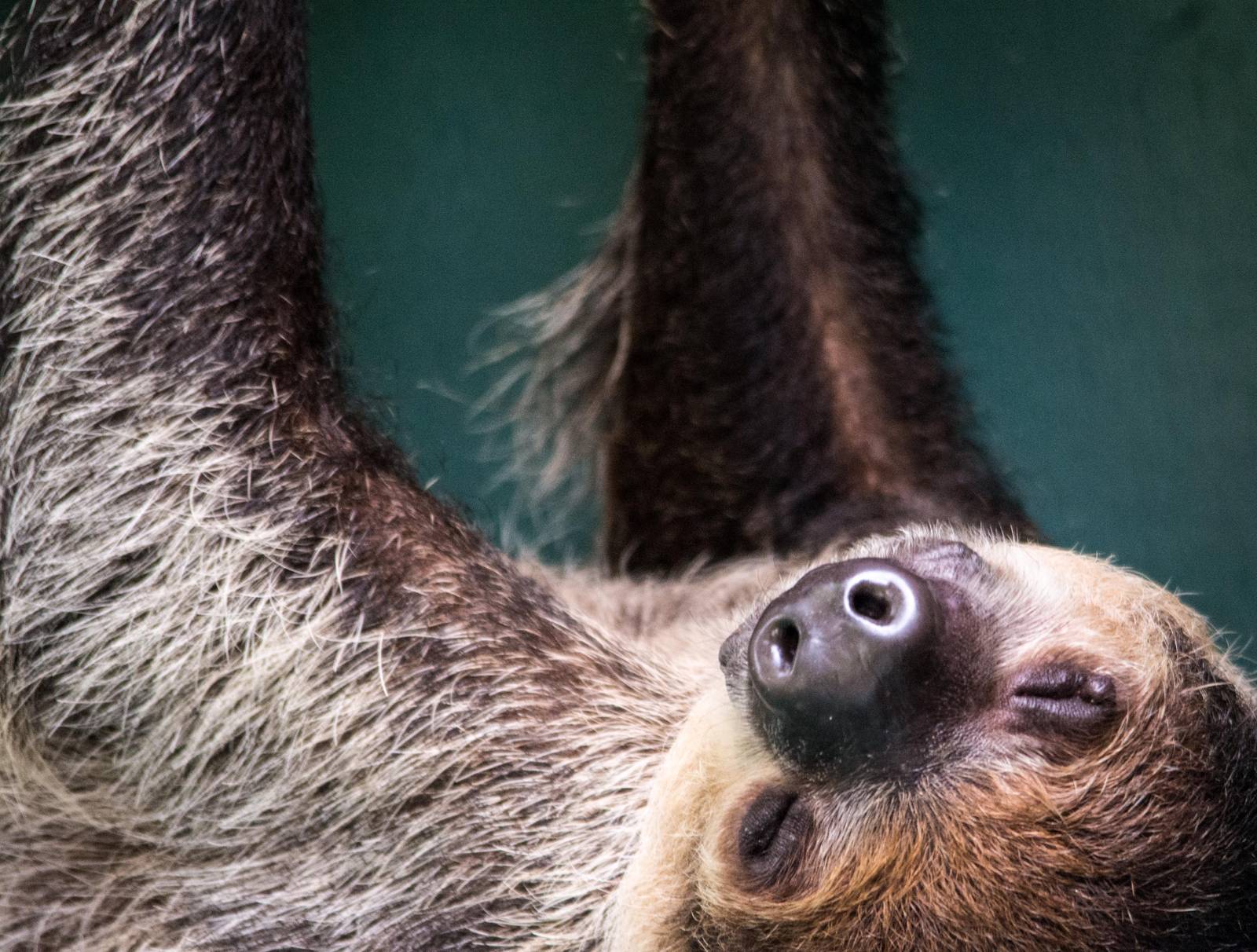 Southern Two Toed Sloth - Choloepus didactylus