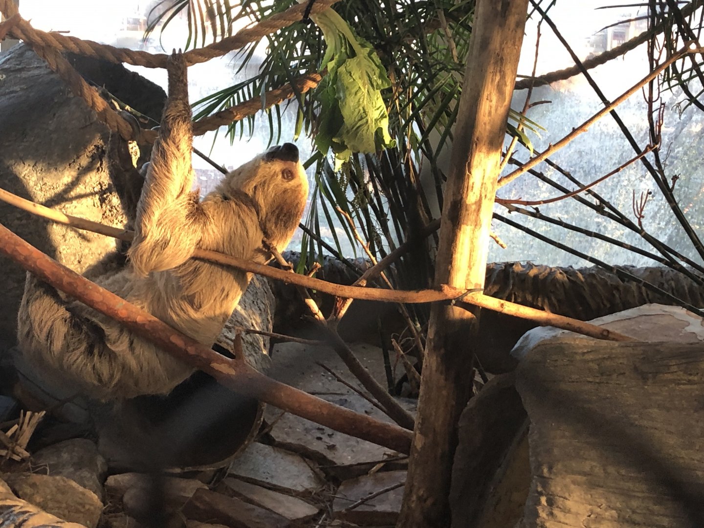 Southern two-toed sloth, Choloepus didactylus