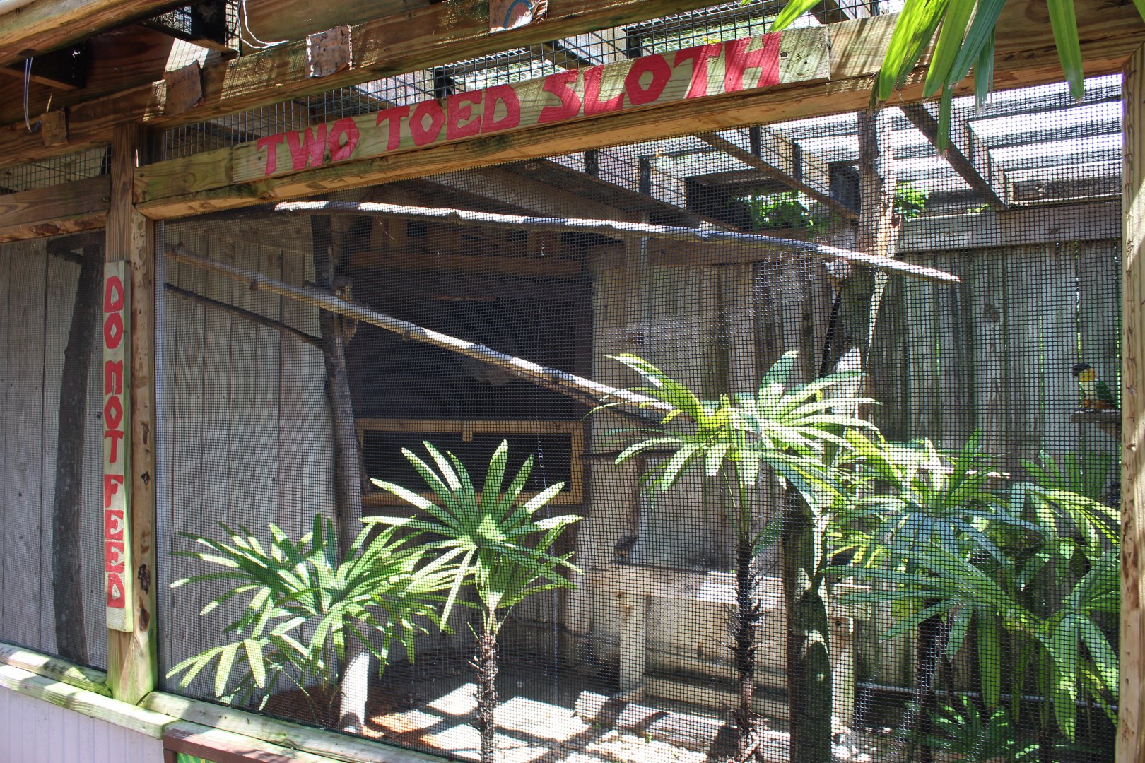 Southern Two-Toed Sloth Exhibit