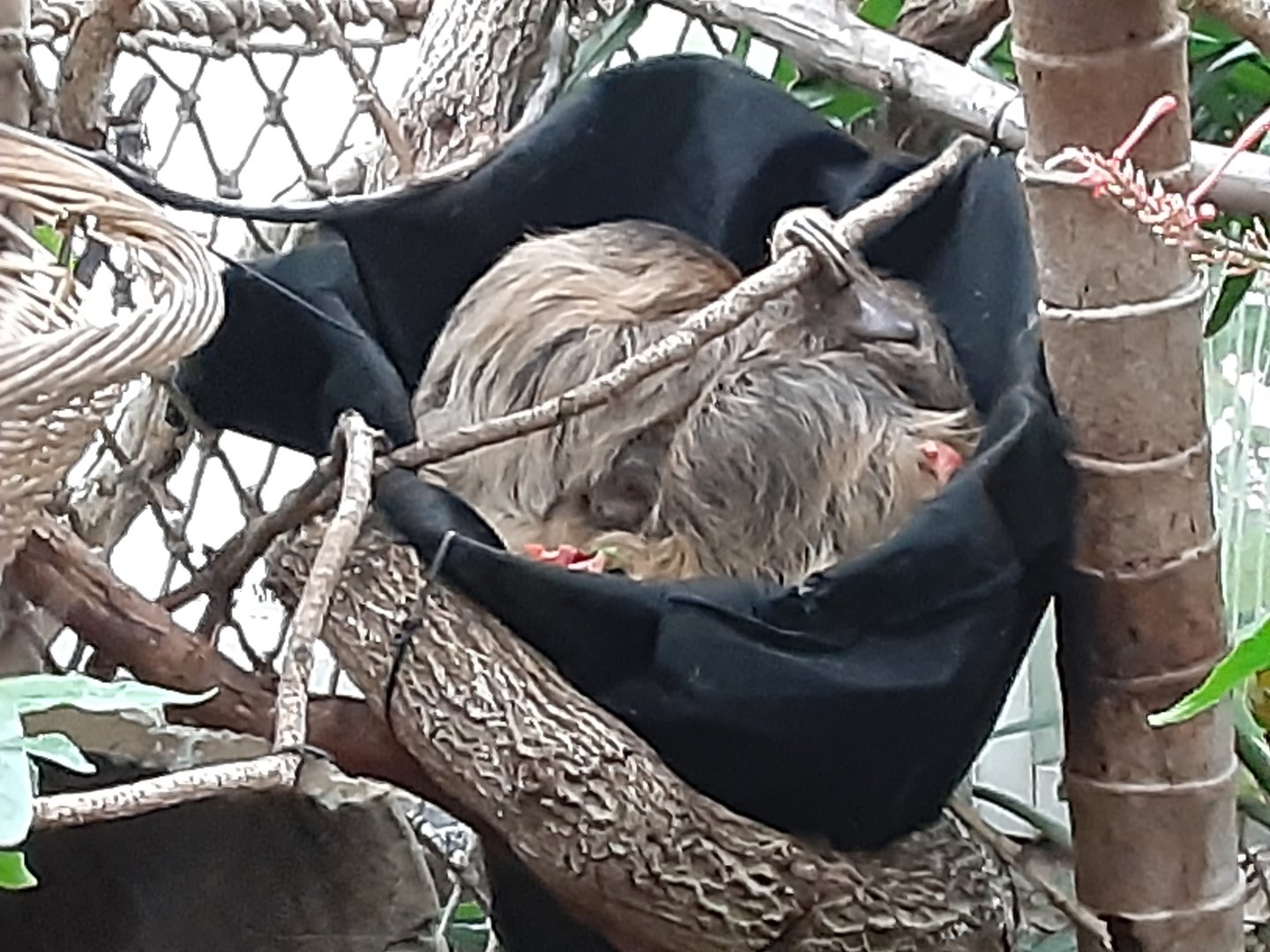 Southern Two-toed Sloth: Fiona with her new baby!