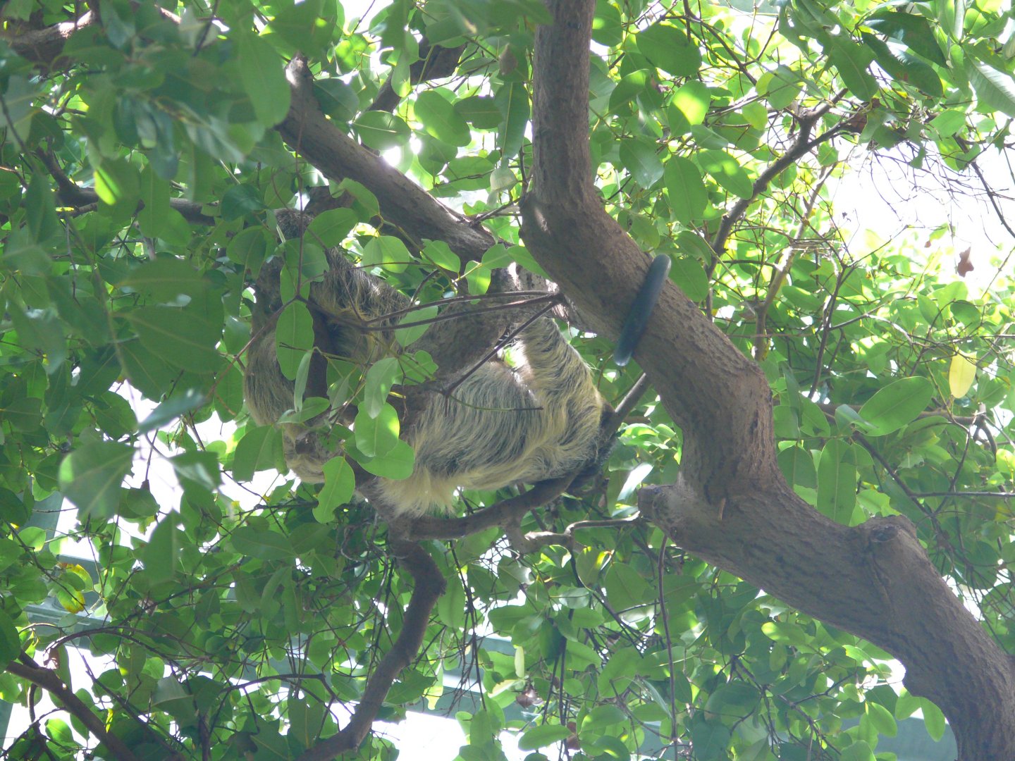 Southern two-toed sloth - reopening 31-08-2020