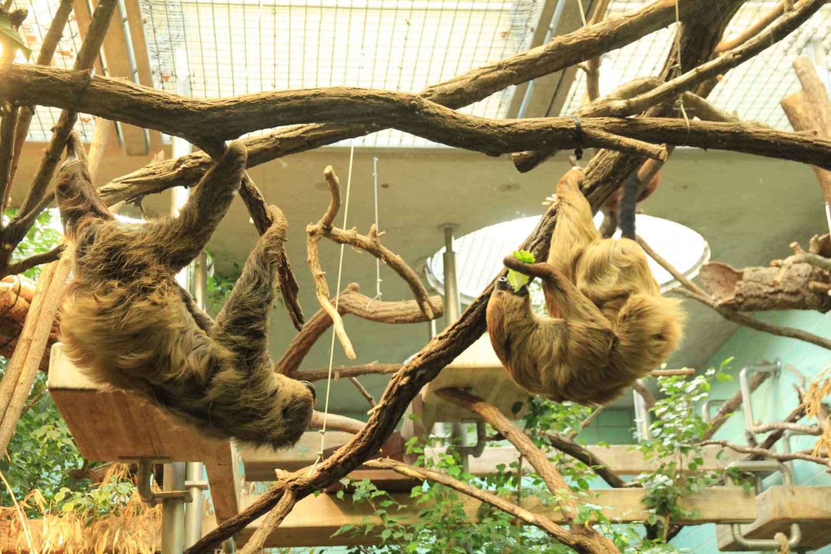 Southern Two-toed Sloth with Baby (December 2018)