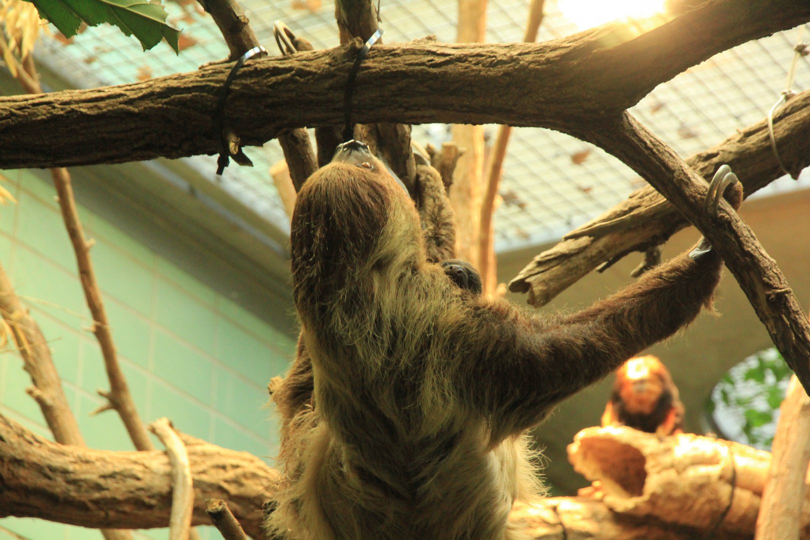 Southern Two-toed Sloth with Baby (December 2018)