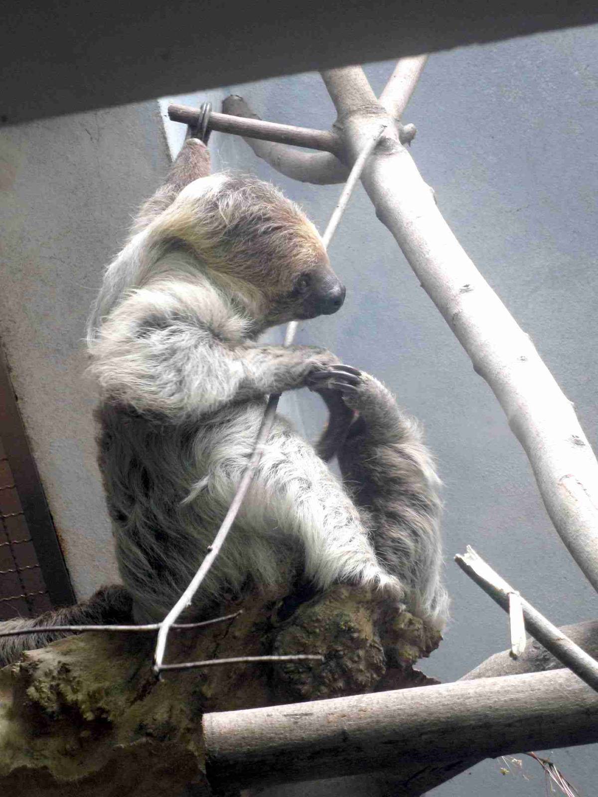 Southern two-toed sloth