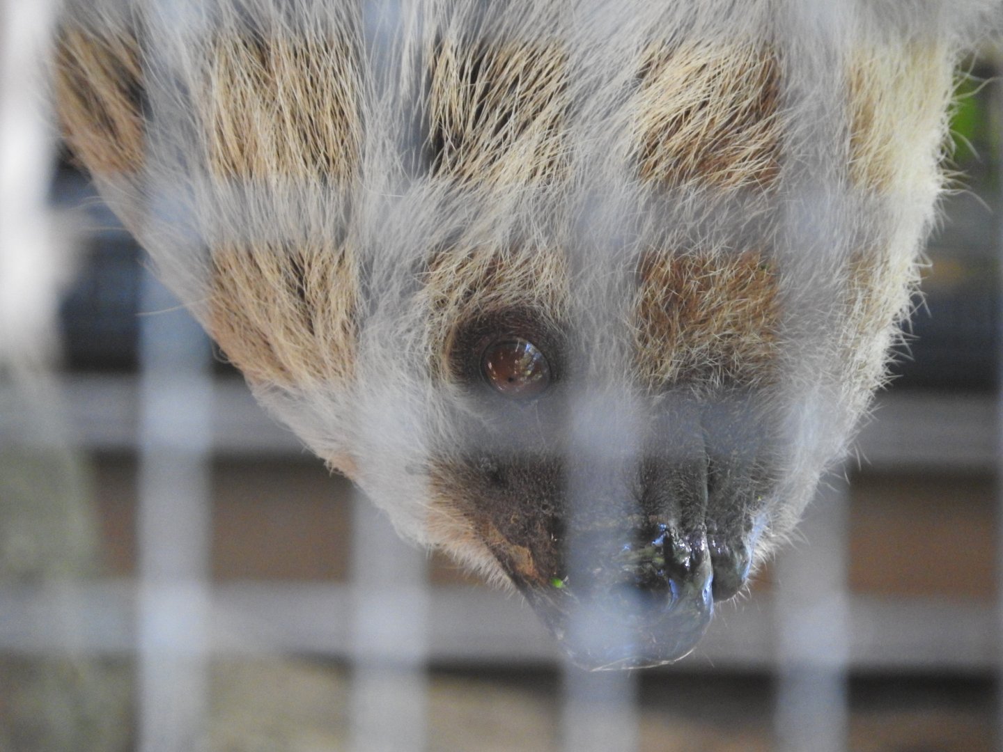 Southern Two-toed Sloth