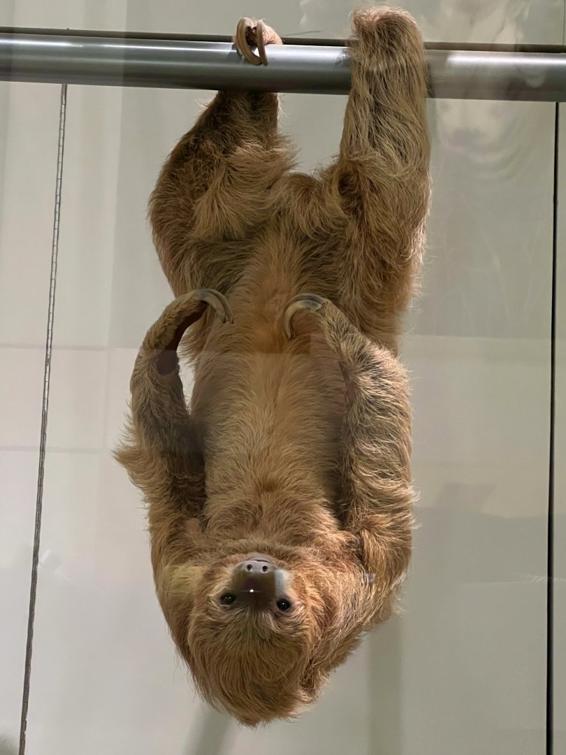 Southern Two Toed Sloth