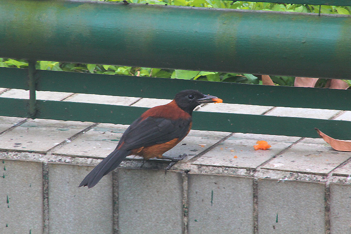 Southern variable pitohui (Pitohui uropygialis uropygialis)
