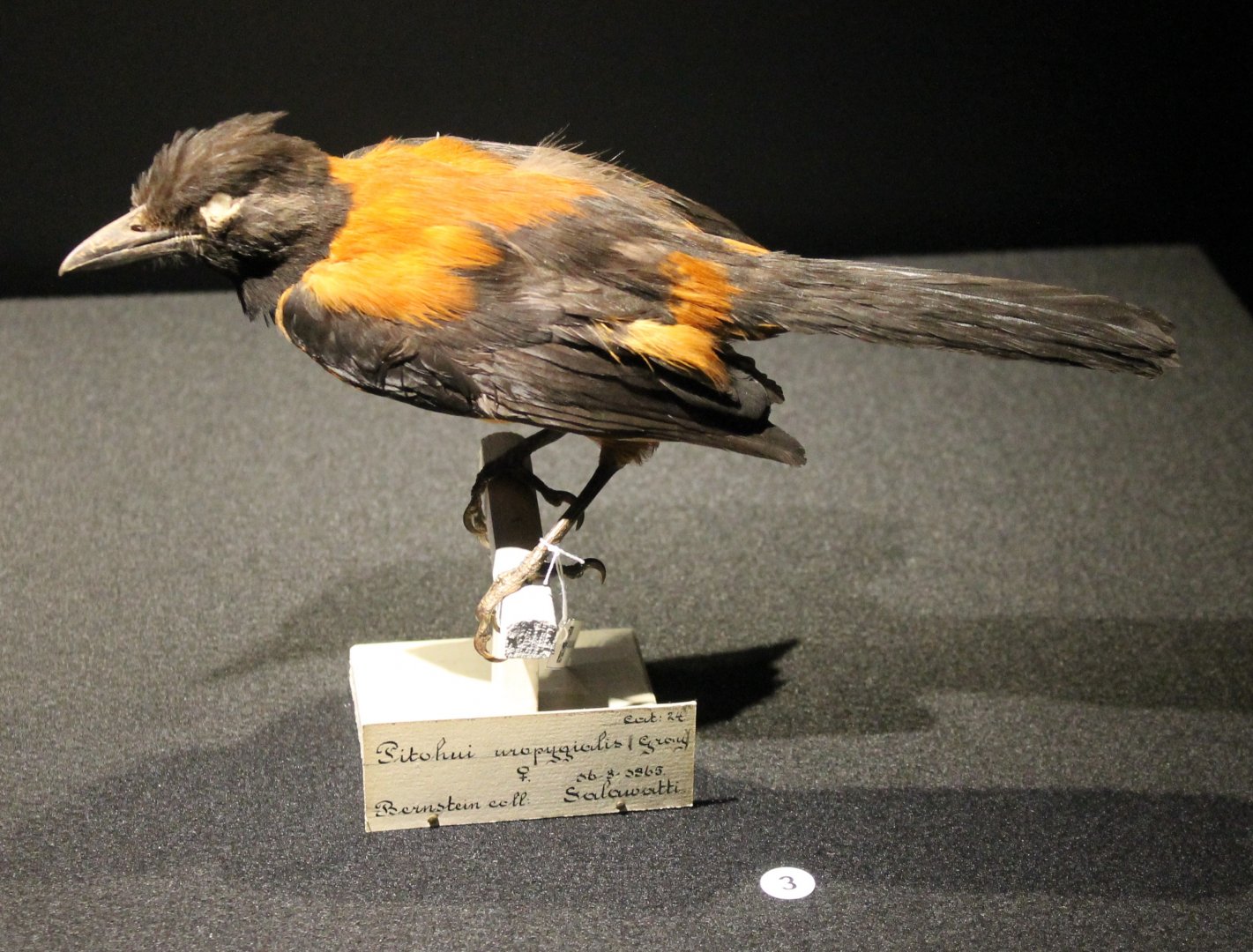 Southern variable pitohui-specimen