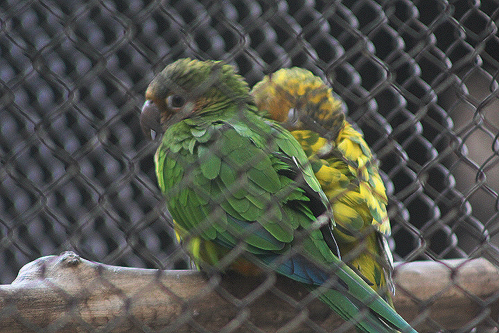 Southern Venezuela brown-throated conure (Eupsittula pertinax chrysophrys)