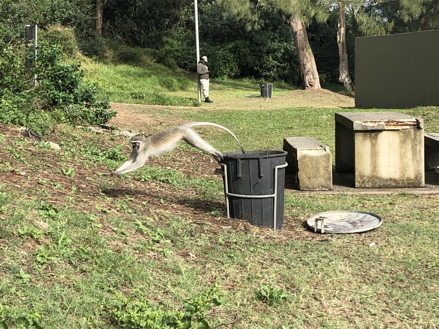 Southern vervet monkey being trashy