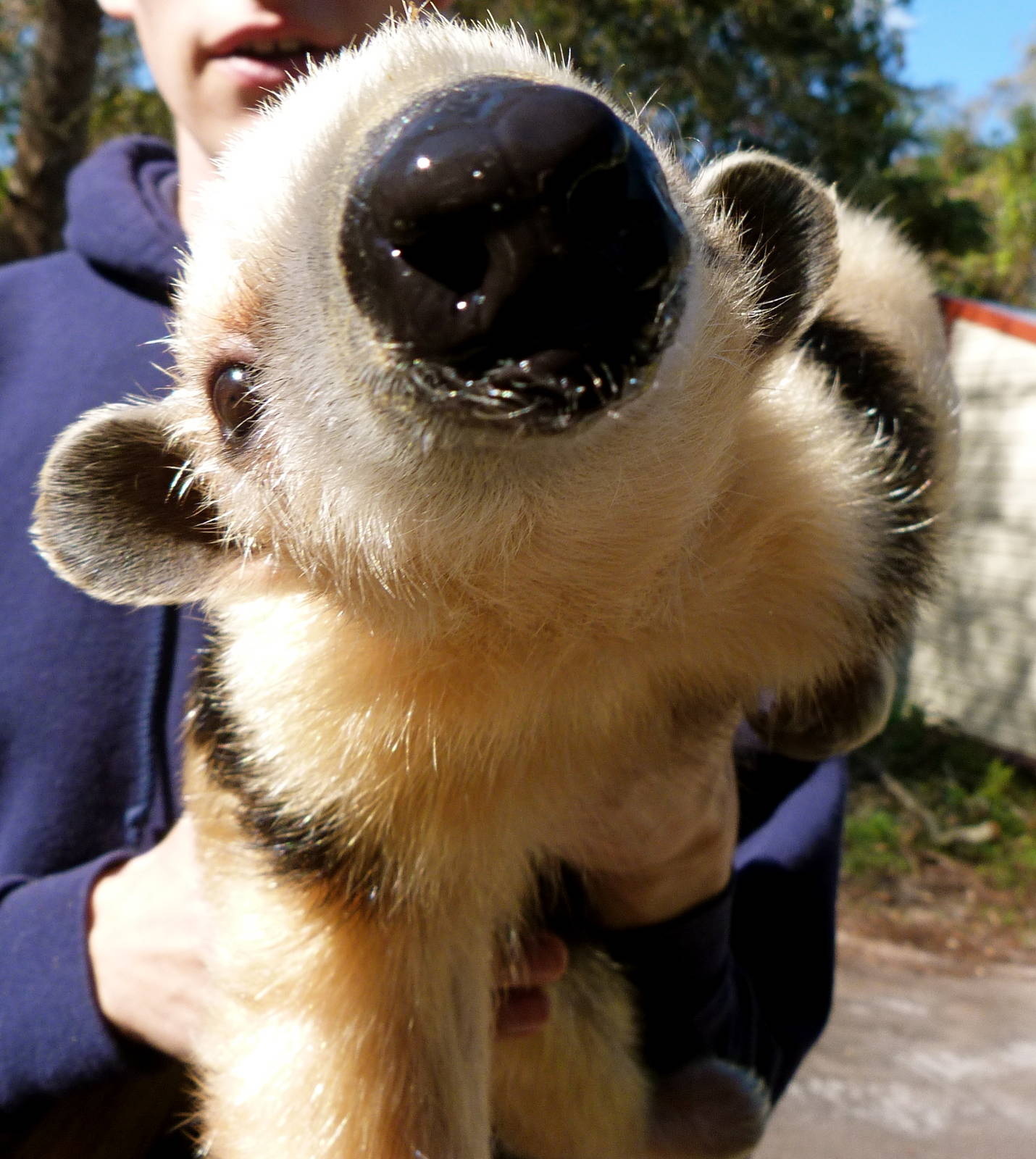 Southern Vested Tamandua