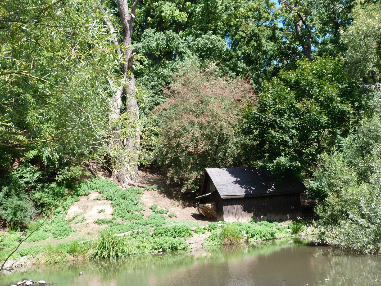 Southern vicuña, Darwin's rhea, Capybara and Chinese muntjac exhibit -Zoo Plzeň (2025)
