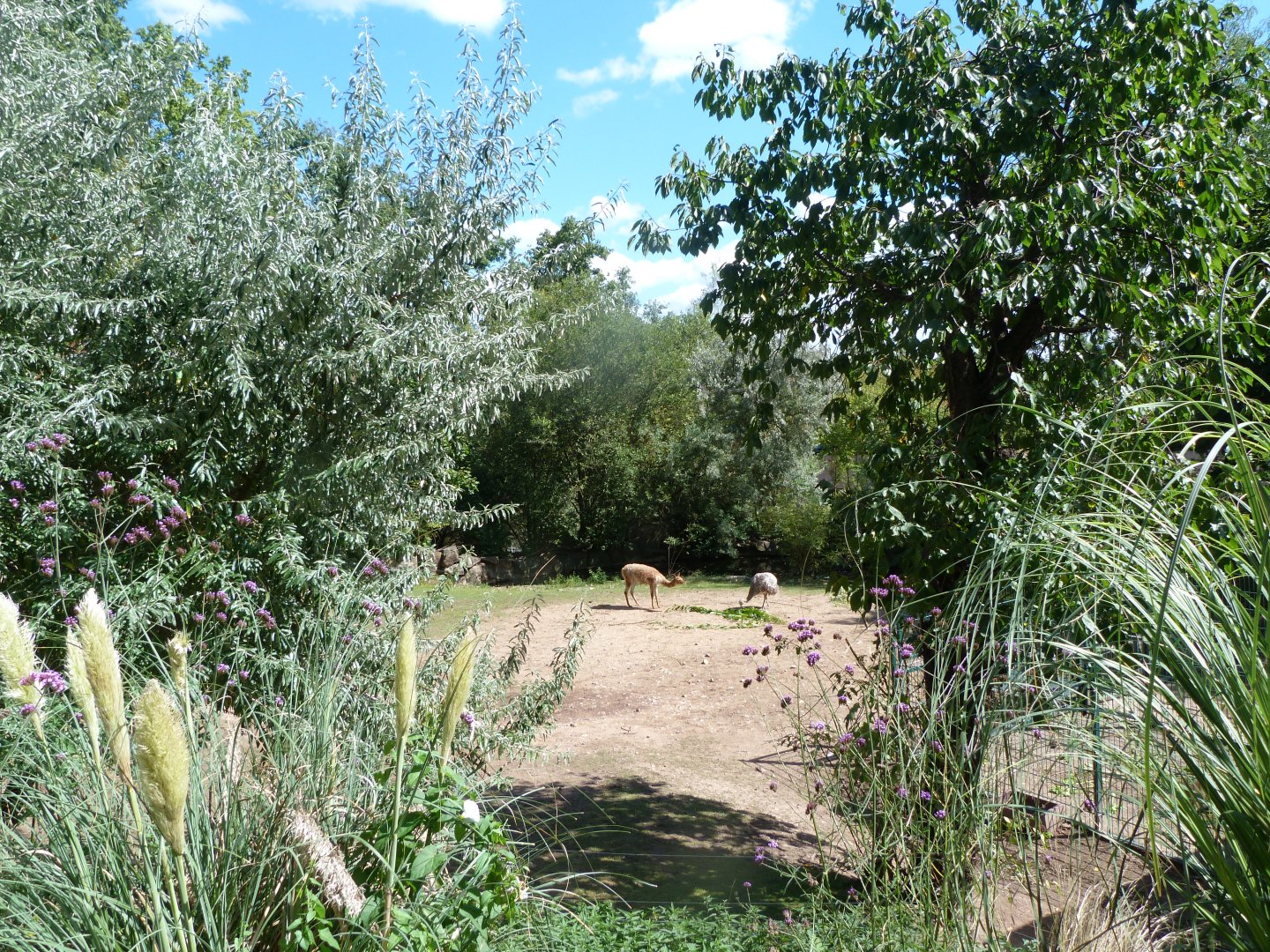 Southern vicuña, Darwin's rhea, Capybara and Chinese muntjac exhibit -Zoo Plzeň (2025)