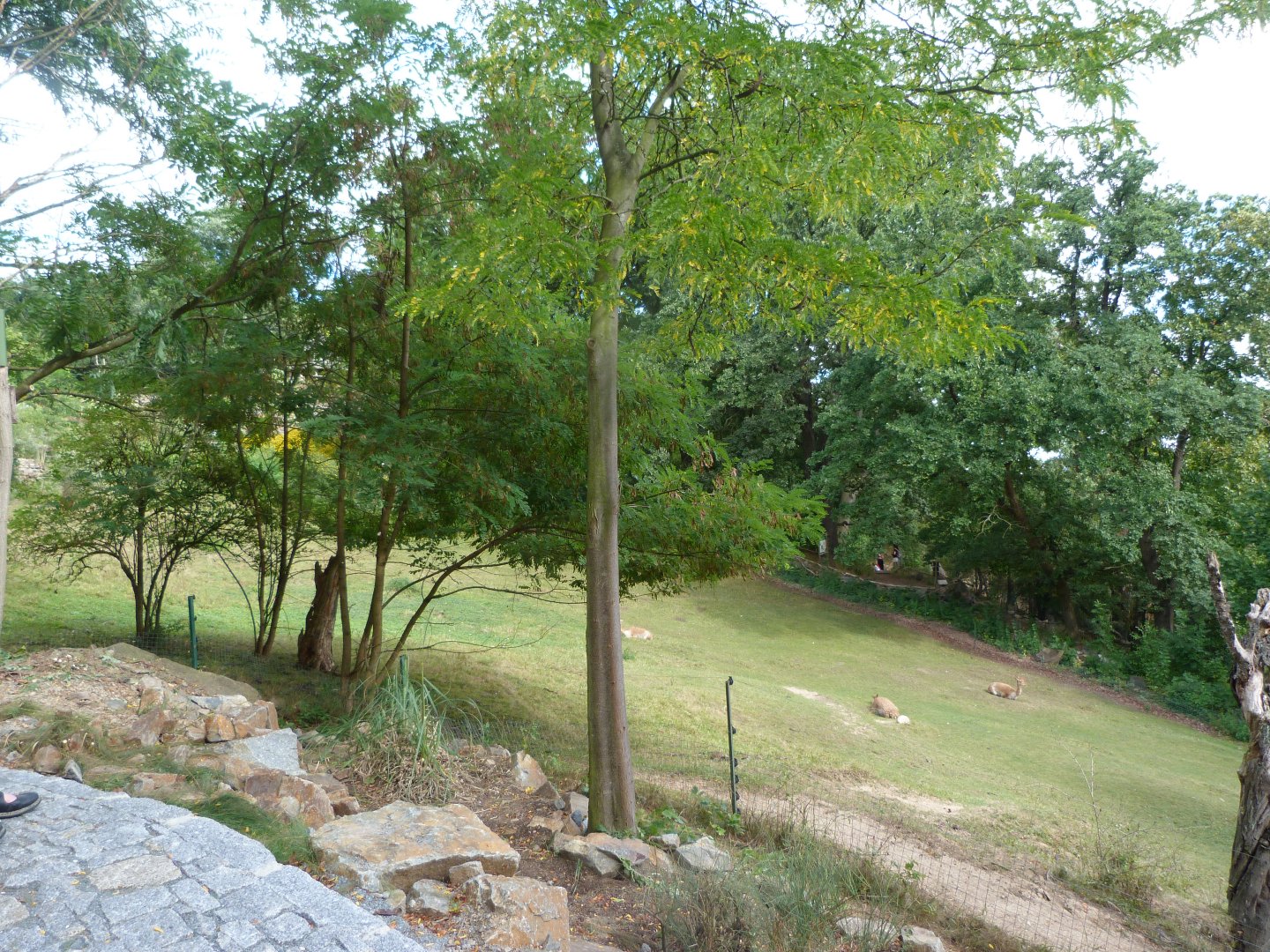 Southern vicuña, Darwin's rhea, Capybara and Chinese muntjac exhibit -Zoo Plzeň (2025)