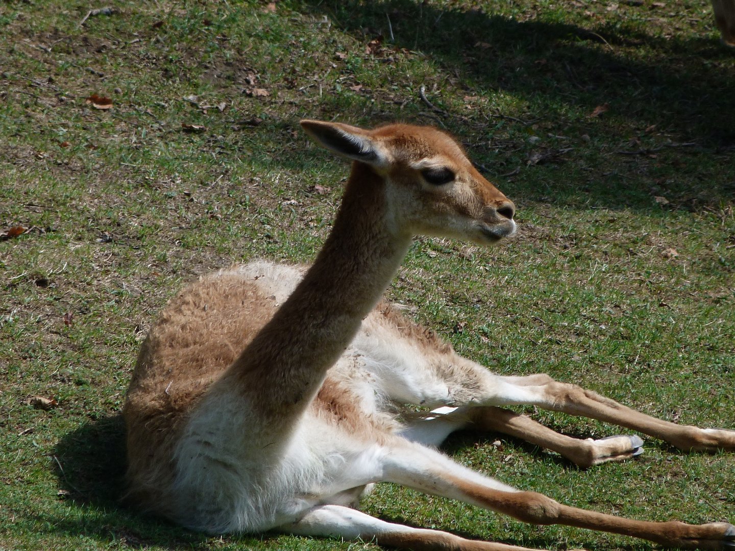 Southern vicuña -Zoo Plzeň (2025)