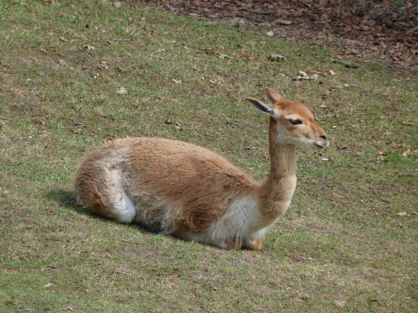 Southern vicuña -Zoo Plzeň (2025)