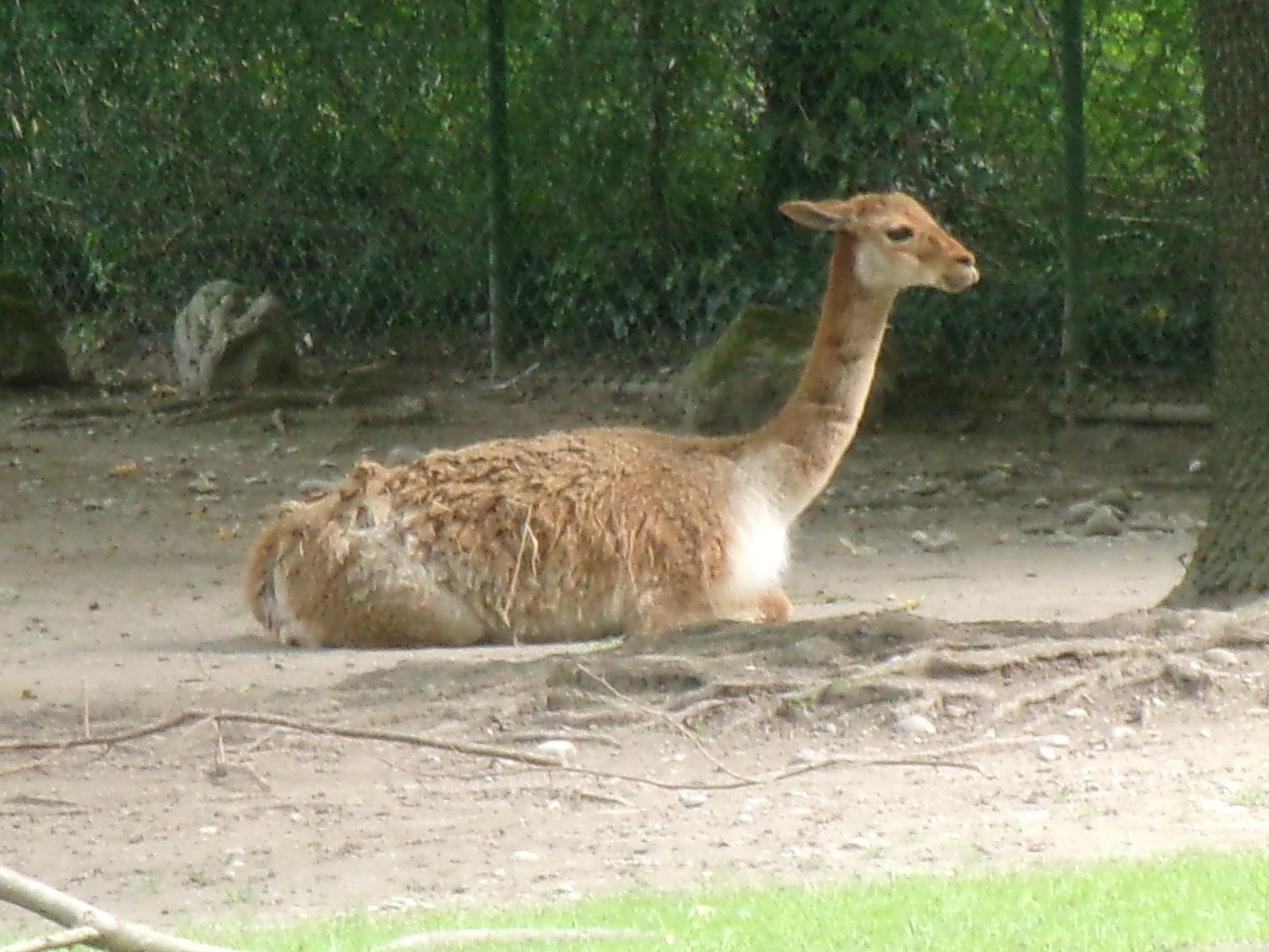 Southern Vicuna