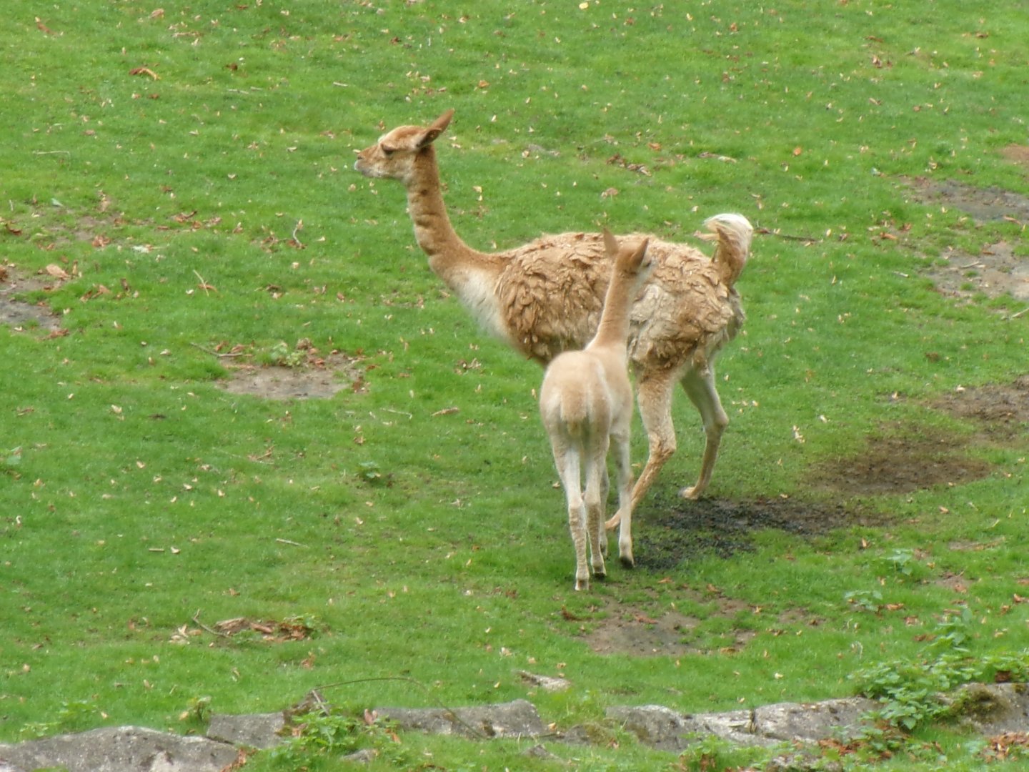 Southern vicuñas