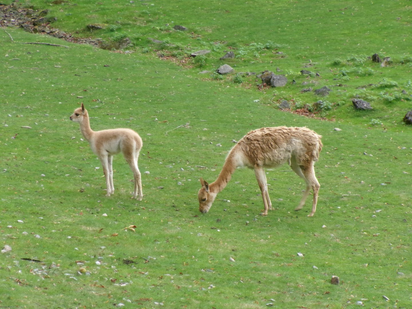 Southern vicuñas